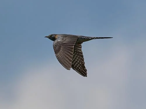 Ilustrim i species