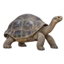 Ilustrim i species