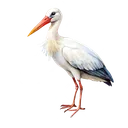 Ilustrim i species